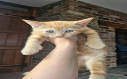 Mixed Breed cats for sale: 4 adorable kittens | ragdoll mix - Image 1