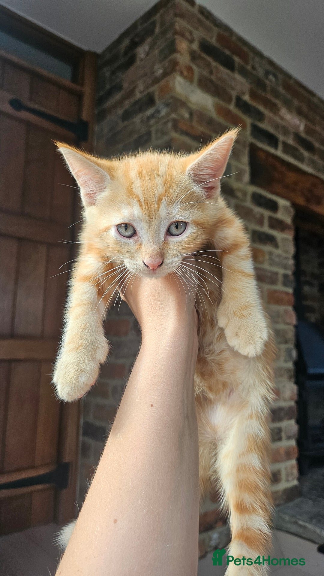 Mixed Breed cats for sale: 4 adorable kittens | ragdoll mix - Image 1