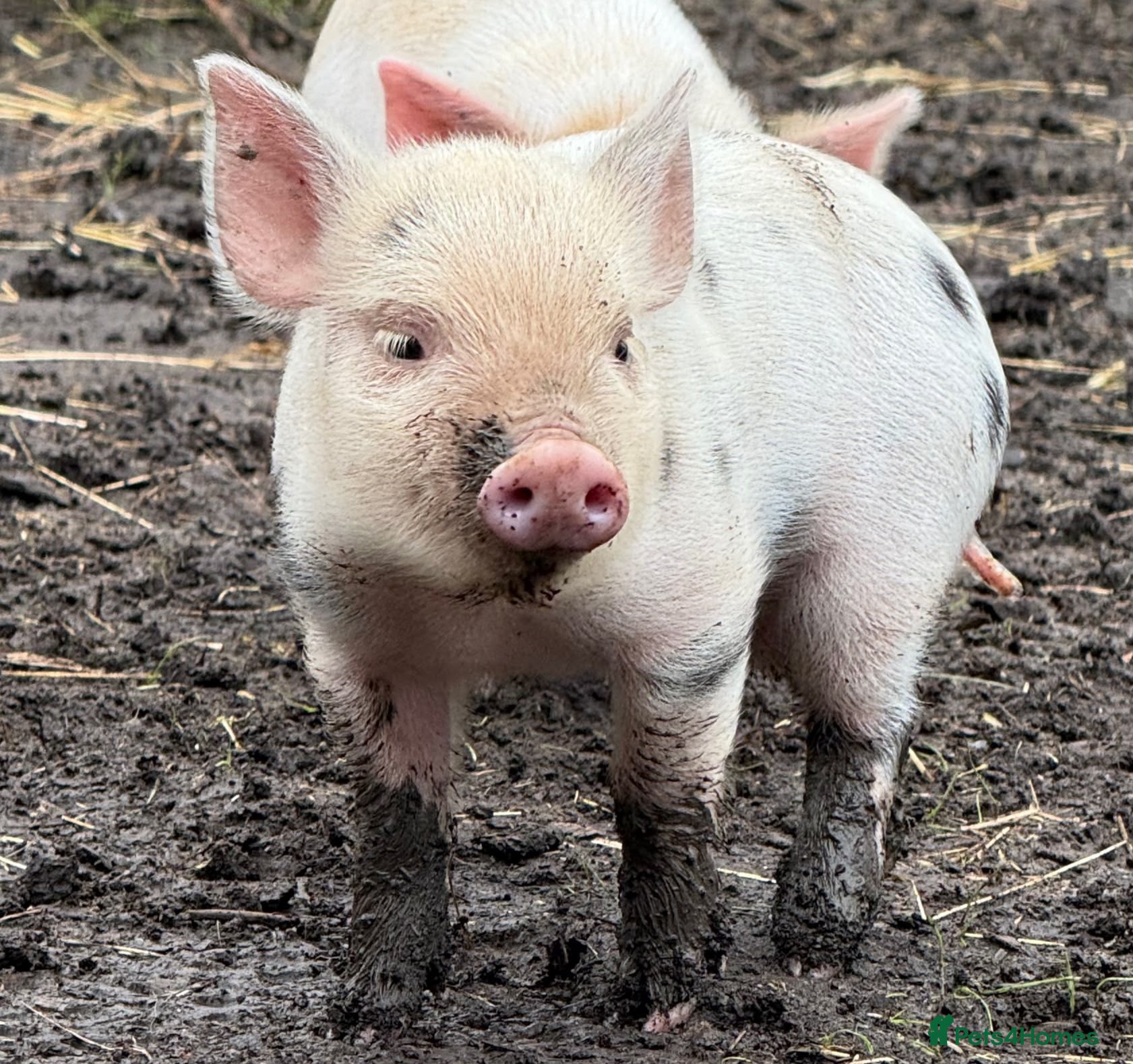 Pig livestock 🐷💛ADORABLE MINI PIGLETS💛🐷 - Advert 2