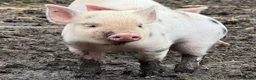 Pig livestock for sale: 🐷💛ADORABLE MINI PIGLETS💛🐷 - Advert 2