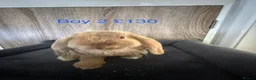 Mini Lop rabbits for sale: Pure Baby Mini Lops For Sale - Advert 3