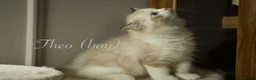 Ragdoll cats for sale: TICA championship Ragdoll Kittens  in London - Advert 26