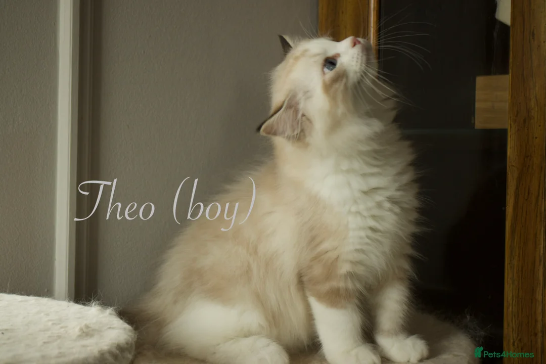 Ragdoll cats for sale: TICA championship Ragdoll Kittens  in London - Advert 26