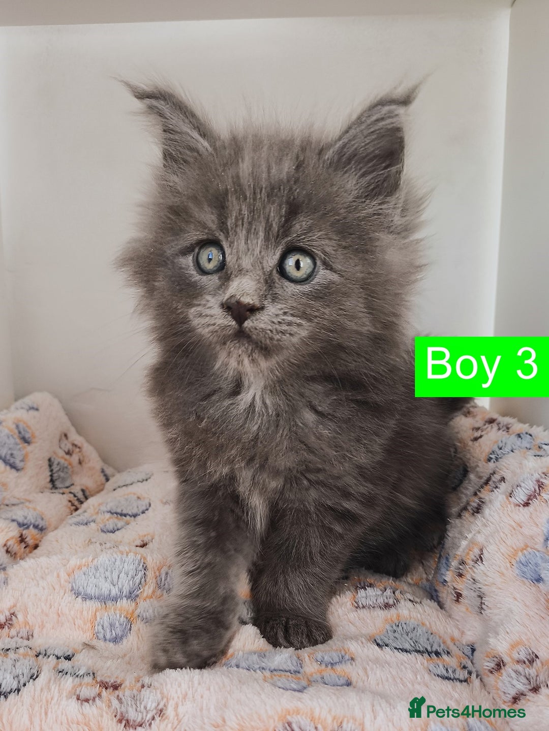 Maine Coon cats for sale: Blue Maine coon kittens + DNA health tested  - Advert 15