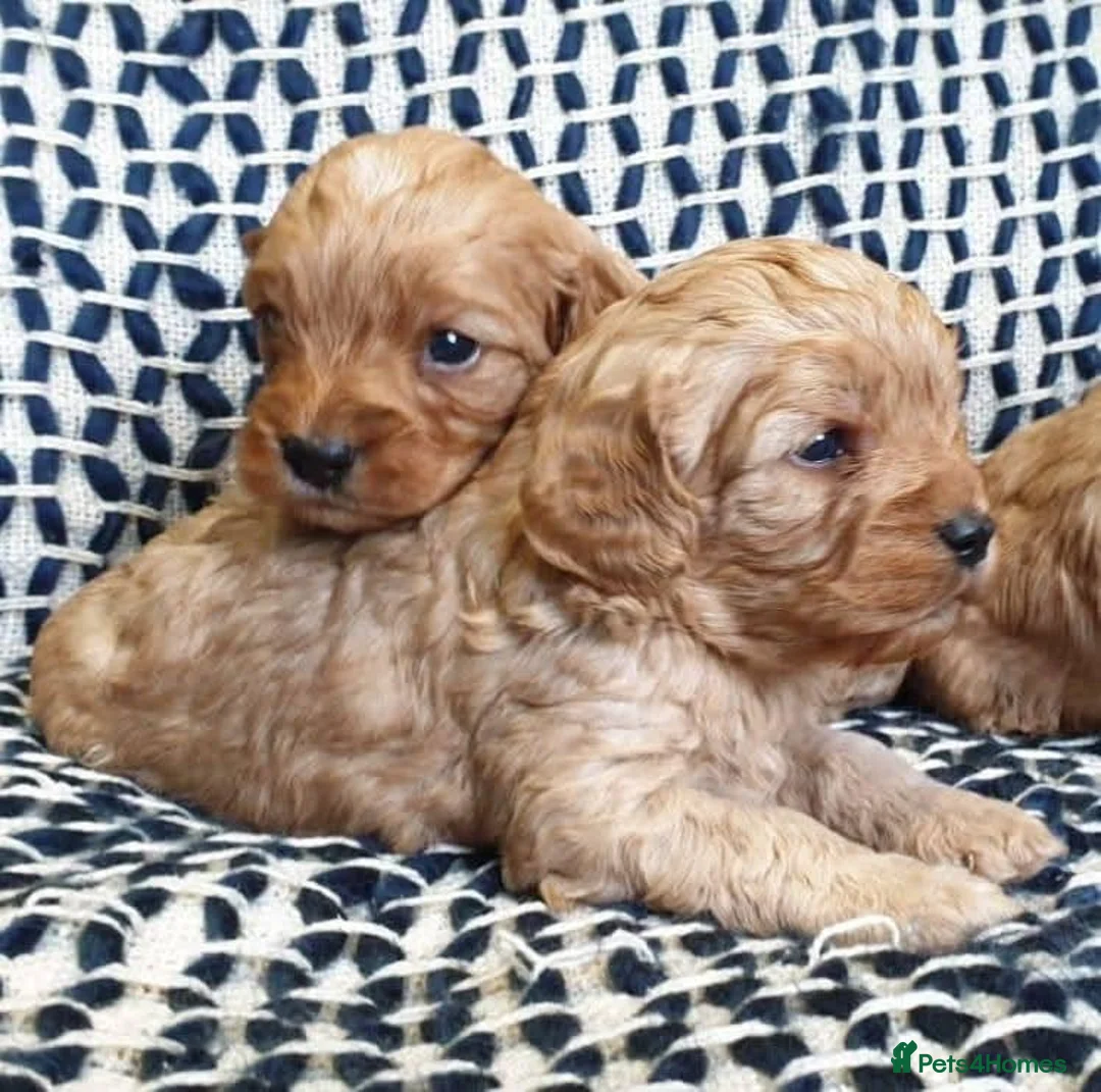 Cavapoo dogs for sale: Adorable selection of Cavapoo pups  - Advert 5