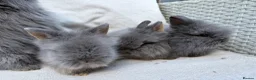 Lionhead rabbits for sale: Fluffy double mane lion head rabbits for sale  - Advert 9