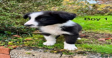 Border Collie dogs - Advert 14