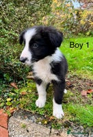 Border Collie dogs - Advert 14