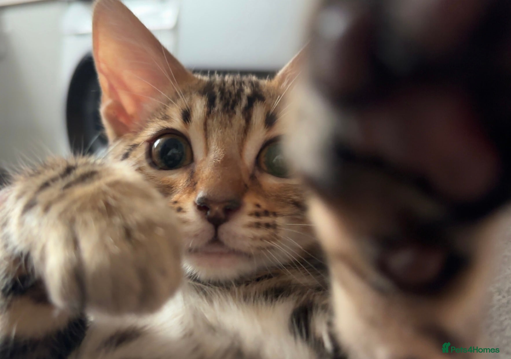 Bengal cats Fifi the flower-tot - 4 months old  - Advert 1