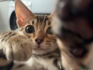 Bengal cats Fifi the flower-tot - 4 months old - Advert 1