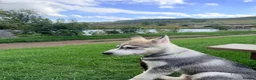 Siberian Husky dogs for sale: Male grey/white Husky puppy for sale - Advert 7