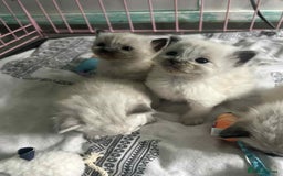 Ragdoll cats for sale: Beautiful ragdoll kittens  - Image 4