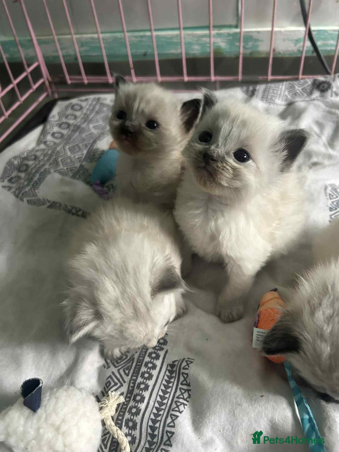 Ragdoll cats for sale: Beautiful ragdoll kittens  - Image 4