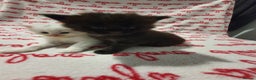 Maine Coon cats for sale: Last kitten available  - Advert 6