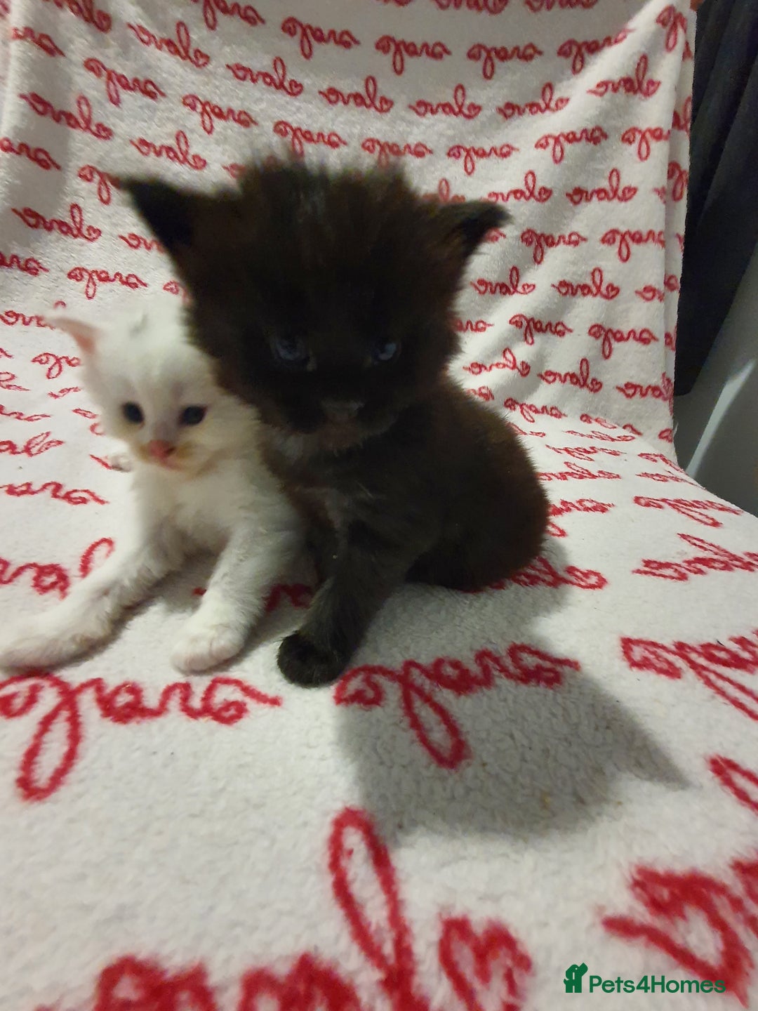 Maine Coon cats for sale: Last kitten available  - Advert 6