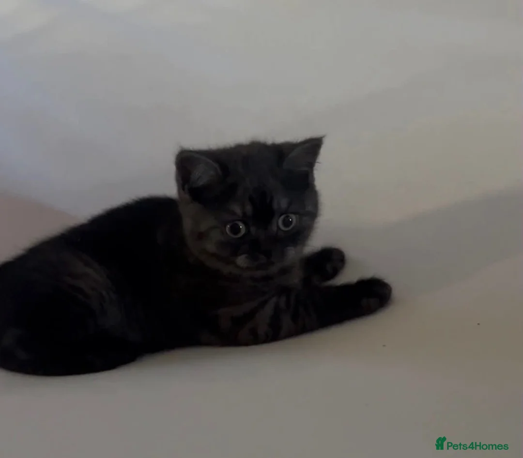 British Shorthair cats for sale: Beautiful bsh kittens looking for forever homes  - Advert 2