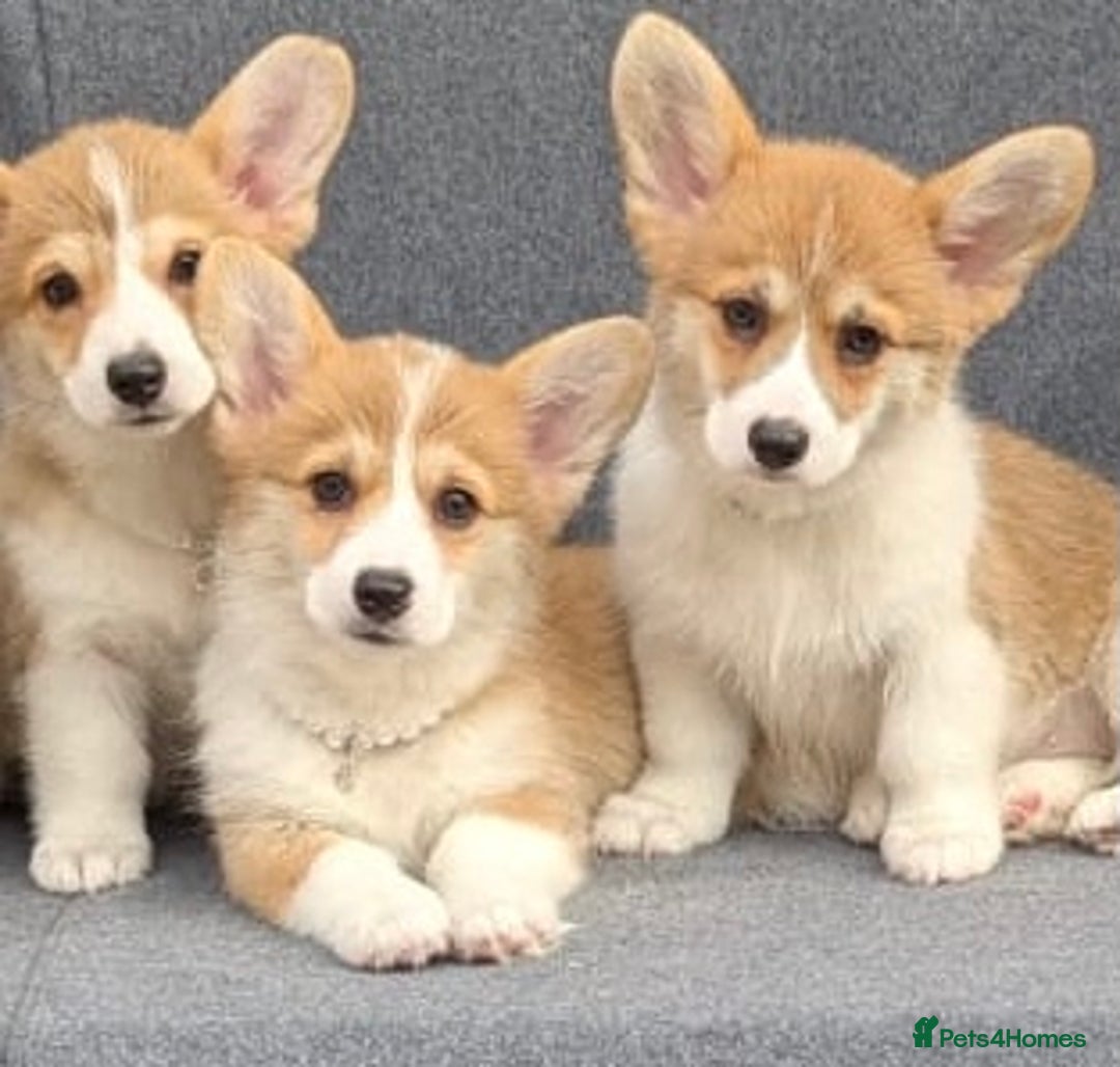Welsh Corgi Pembroke dogs for sale: Health tested Quality Pembrokeshire Corgie Puppies - Image 5