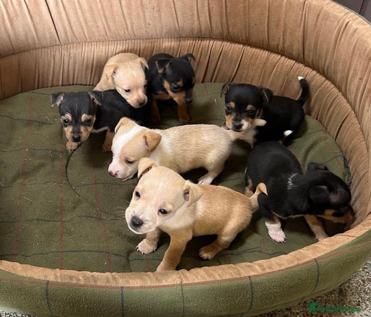 Jack Russell dogs - Advert 2