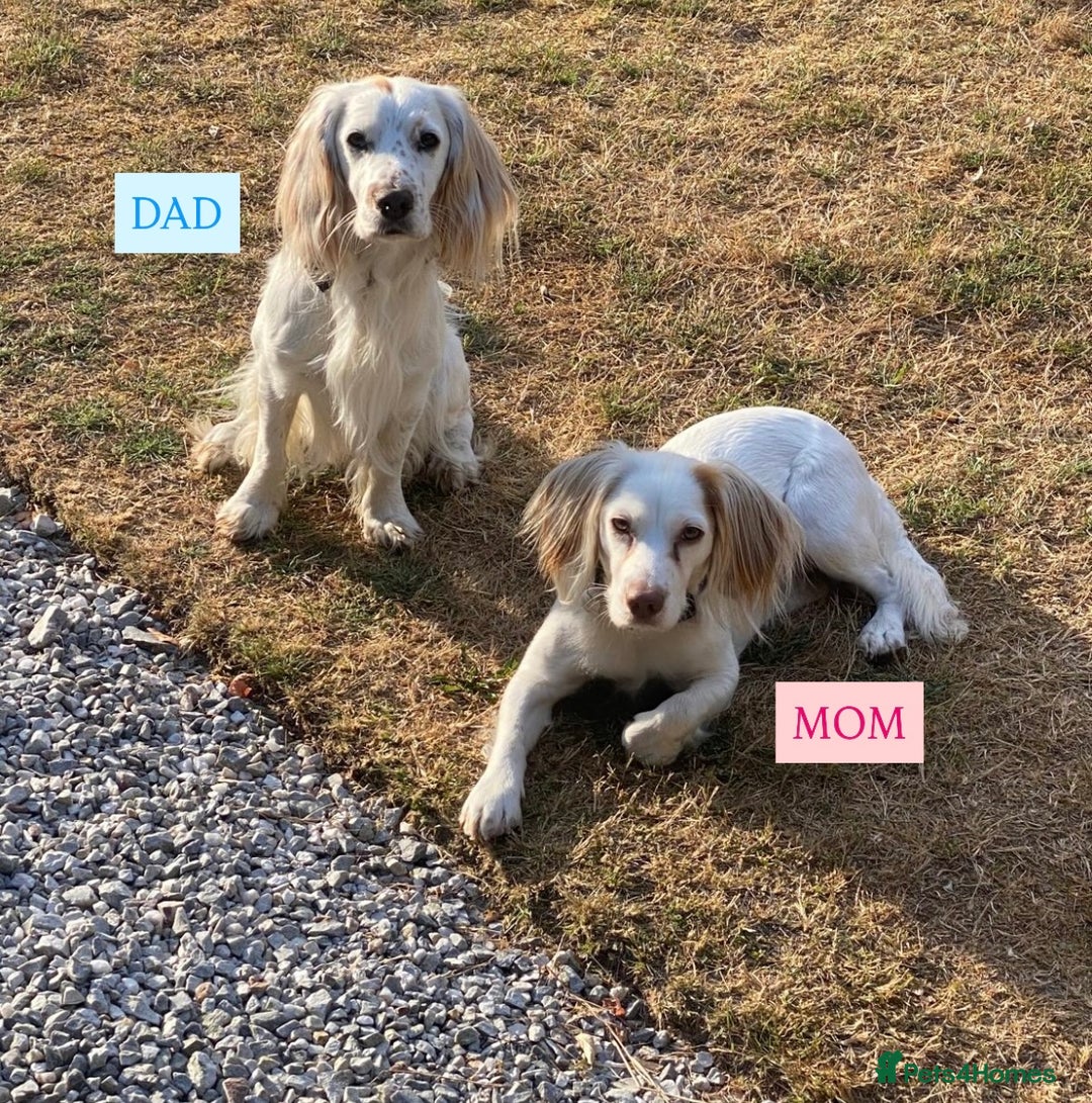 Cocker Spaniel dogs for sale: Cocker Spaniel Puppies - Advert 10