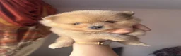 Pomeranian dogs for sale: Small pedigree puppies - Advert 23