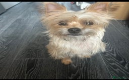 Yorkiepoo dogs for sale: Tiny Yorkipoos beautiful fluff balls puppies - Image 36