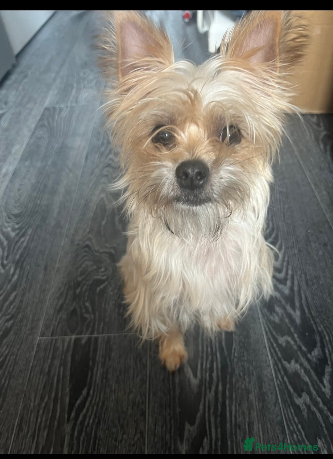 Yorkiepoo dogs for sale: Tiny Yorkipoos beautiful fluff balls puppies - Image 36