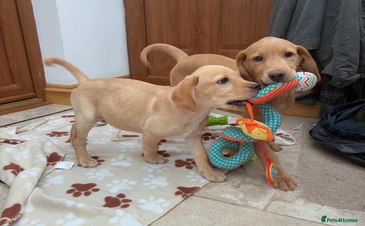Labrador Retriever dogs - Advert 4
