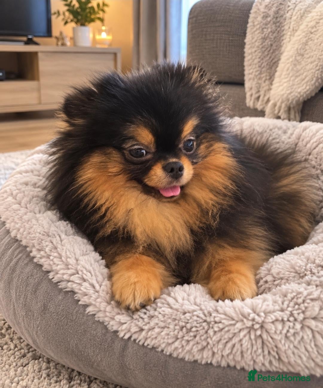 Pomeranian dogs Black /tan pomeranian girl - Advert 1