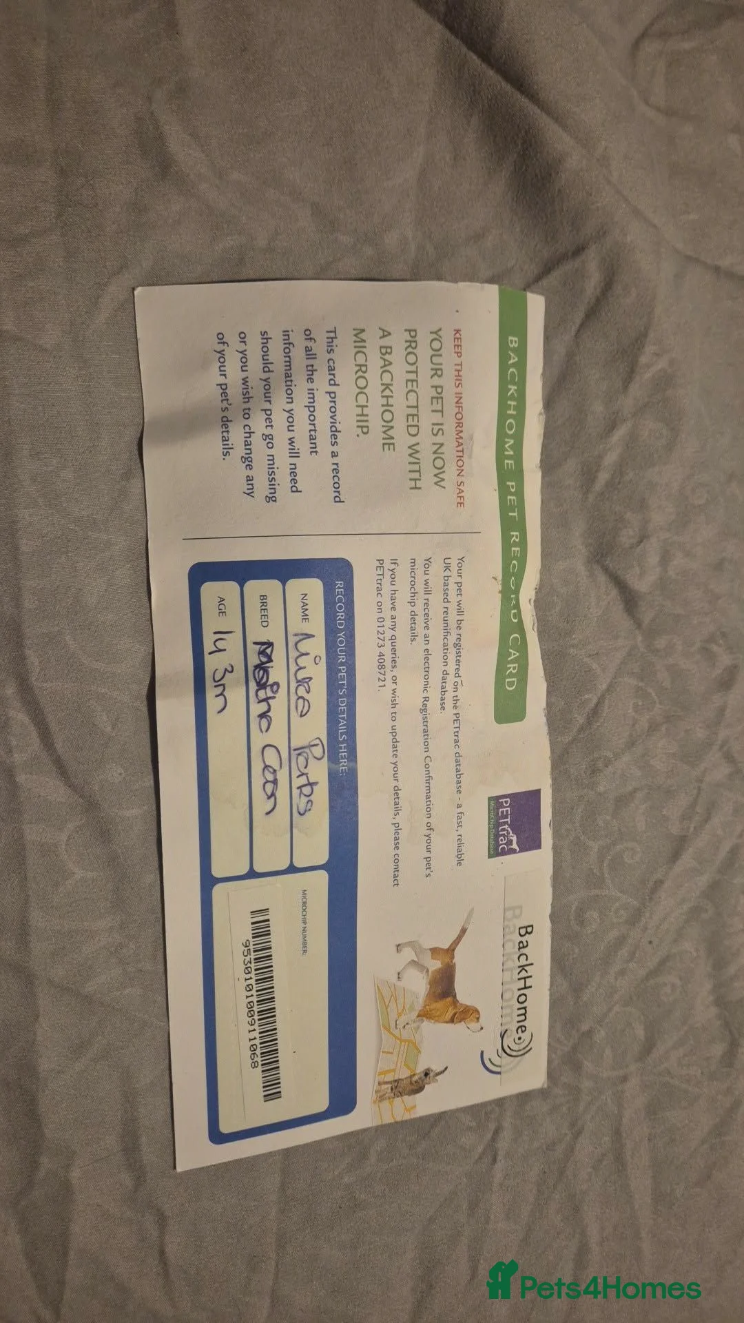 Maine Coon cats for sale: Maine coon adult female in Wolverhampton - Advert 2