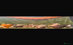 English Bulldog dogs for sale: Beautiful bulldog babies  - Image 2