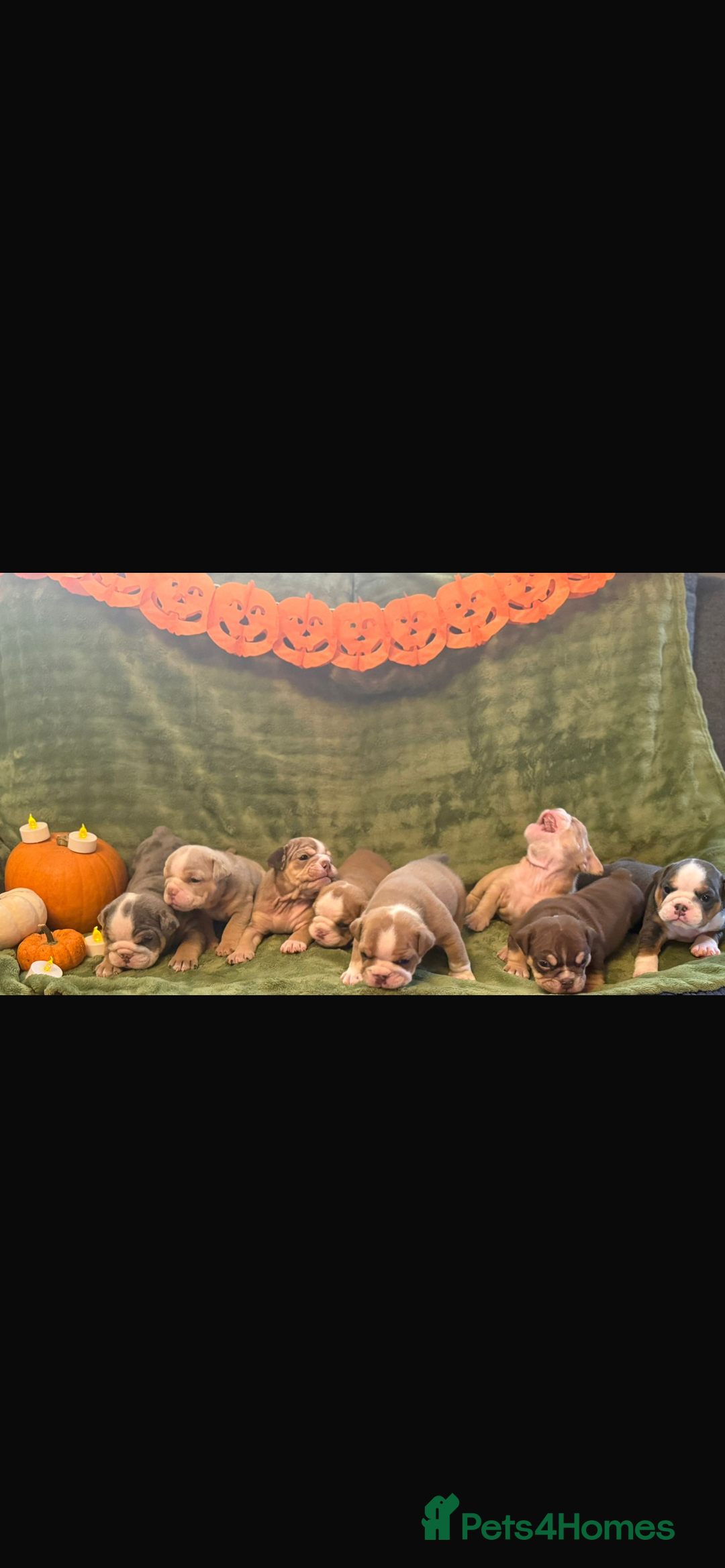 English Bulldog dogs for sale: Beautiful bulldog babies  - Image 2