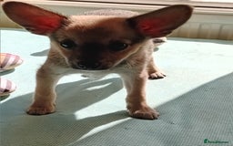 Miniature Pinscher dogs for sale: Mini pinscher for sele  - Image 8