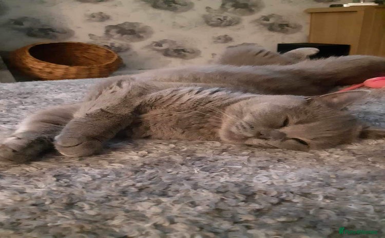 British Shorthair cats - Advert 14