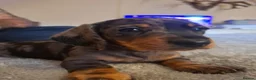 Dachshund dogs for sale: 3 beauifil dachshund puppys  - Advert 16