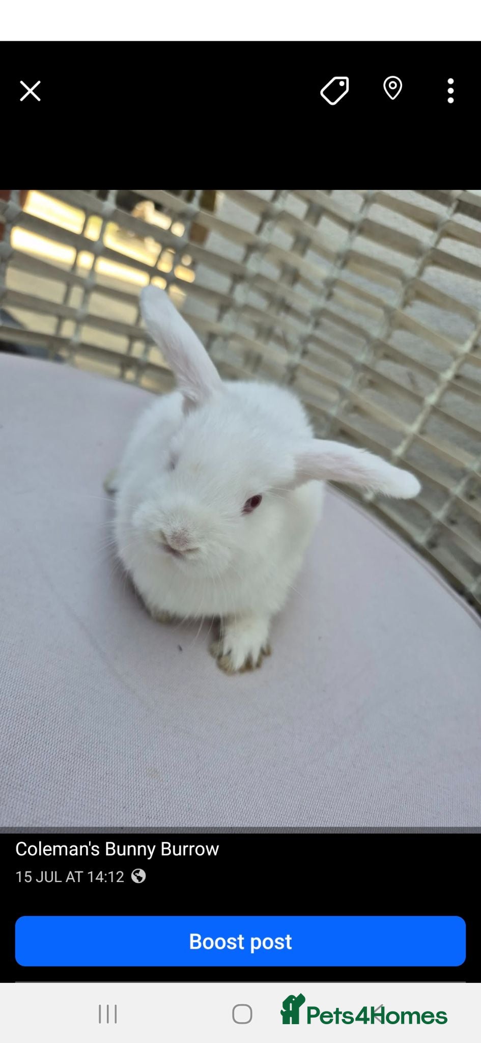 Dwarf Lop rabbits Dwarf lops - Advert 1