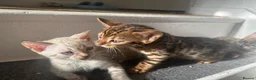 Bengal cats for sale: 3 pure bengals boys available  - Advert 9