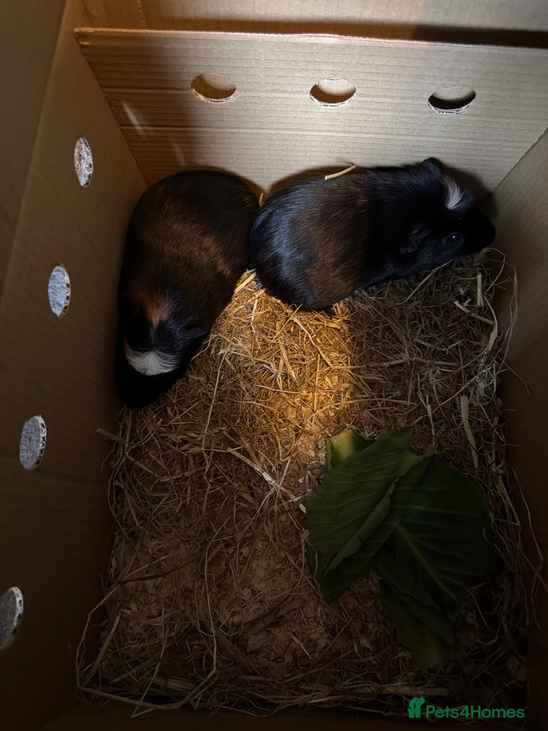 Guinea Pig rodents for sale: Male guinee pigs x2 - Advert 1