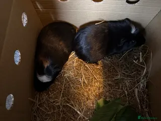Guinea Pig rodents Male guinee pigs x2 - Advert 1