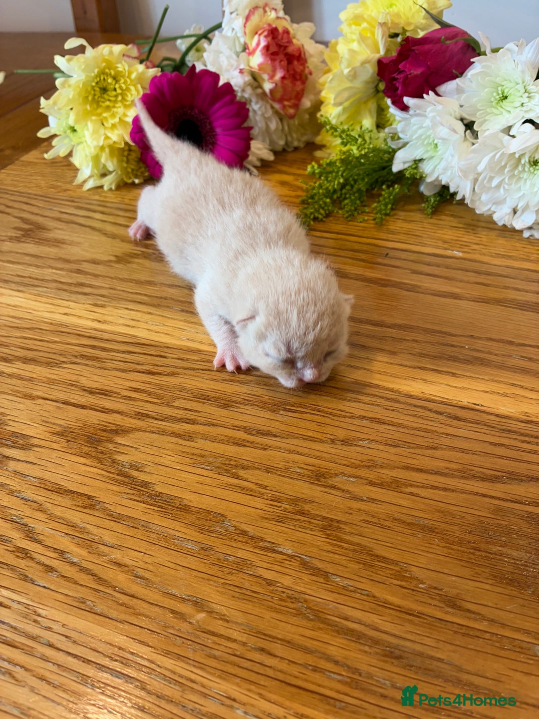 British Shorthair cats for sale: 5 TICA BRITISH SHORTHAIRED KITTENS - Image 25