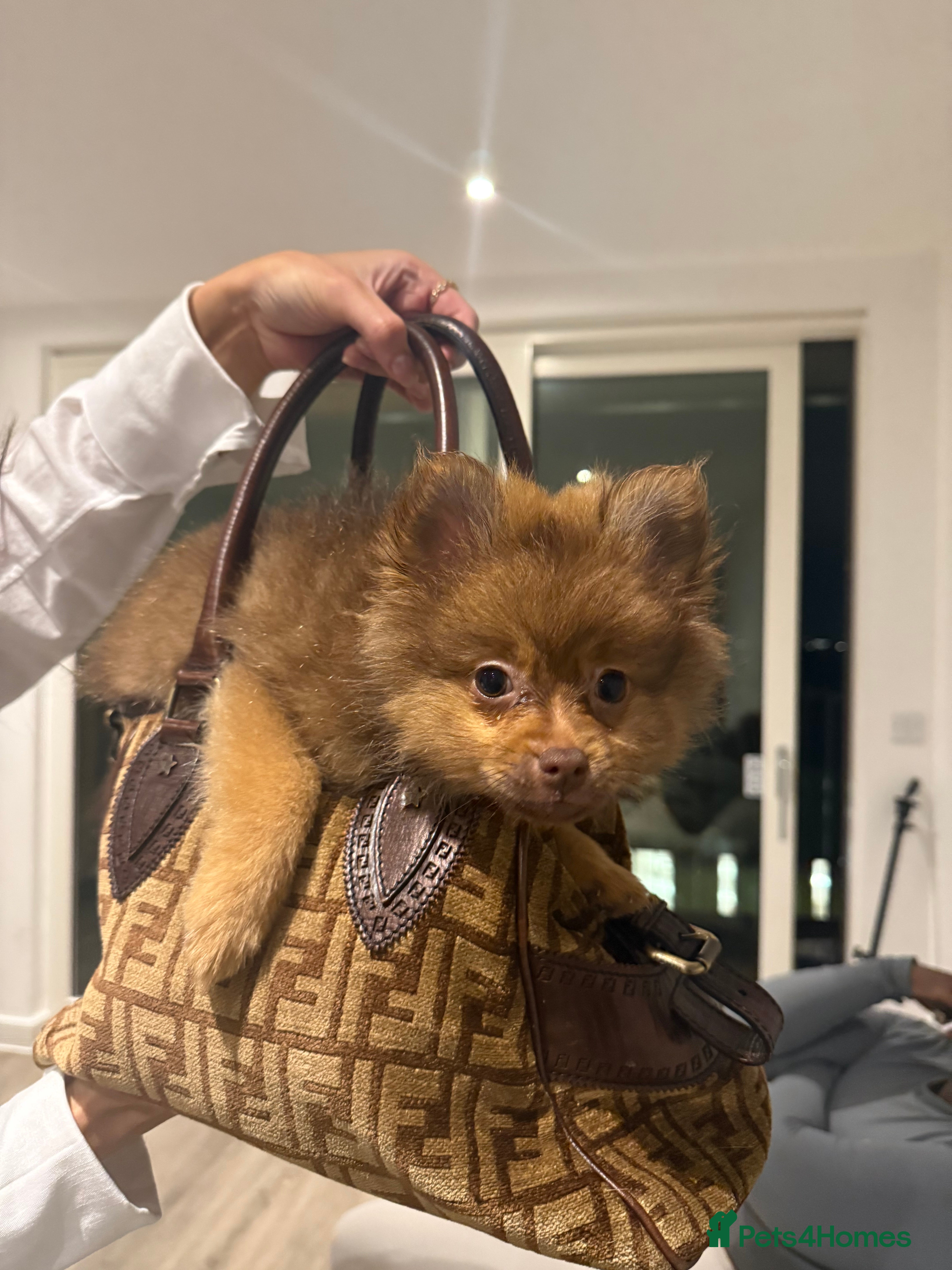 Pomeranian dogs Friendly chocolate Pom  - Advert 3