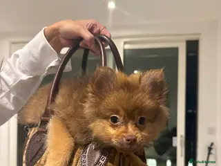 Pomeranian dogs Friendly chocolate Pom - Advert 3