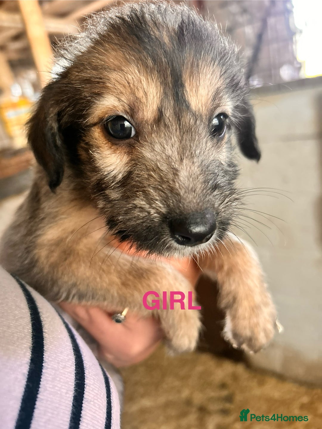 Mixed Breed dogs for sale: 10 Bedlington Whippet Puppies - 6 DOGS 4 BITCHES - Image 15