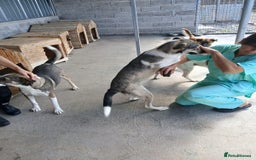Mixed Breed dogs for adoption: Denver, 2 yrs approx. Available for adoption. - Image 9