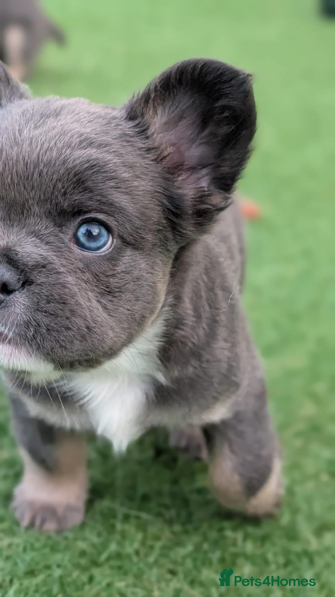 French Bulldog dogs Visual Fluffy blue tri lilac tan Frenchie pups  - Advert 2