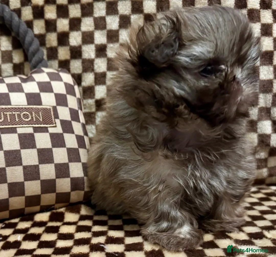 Shih Tzu dogs for sale: Scrumptious Chocolate American Imperial Shih Tzu - Advert 1