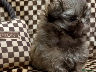 Shih Tzu dogs Scrumptious Chocolate American Imperial Shih Tzu - Advert 12