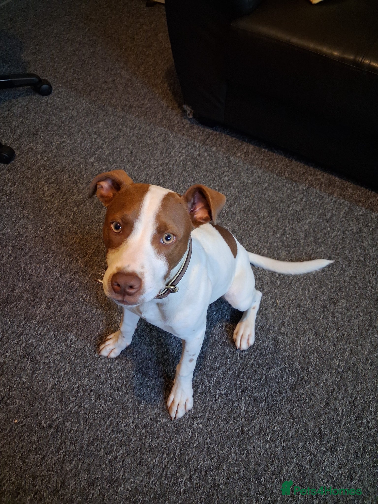 Mixed Breed dogs Staffy x german shepherd mixed breed puppy - Advert 3