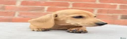 Miniature Dachshund dogs for sale: miniature dachshunds  - Advert 8