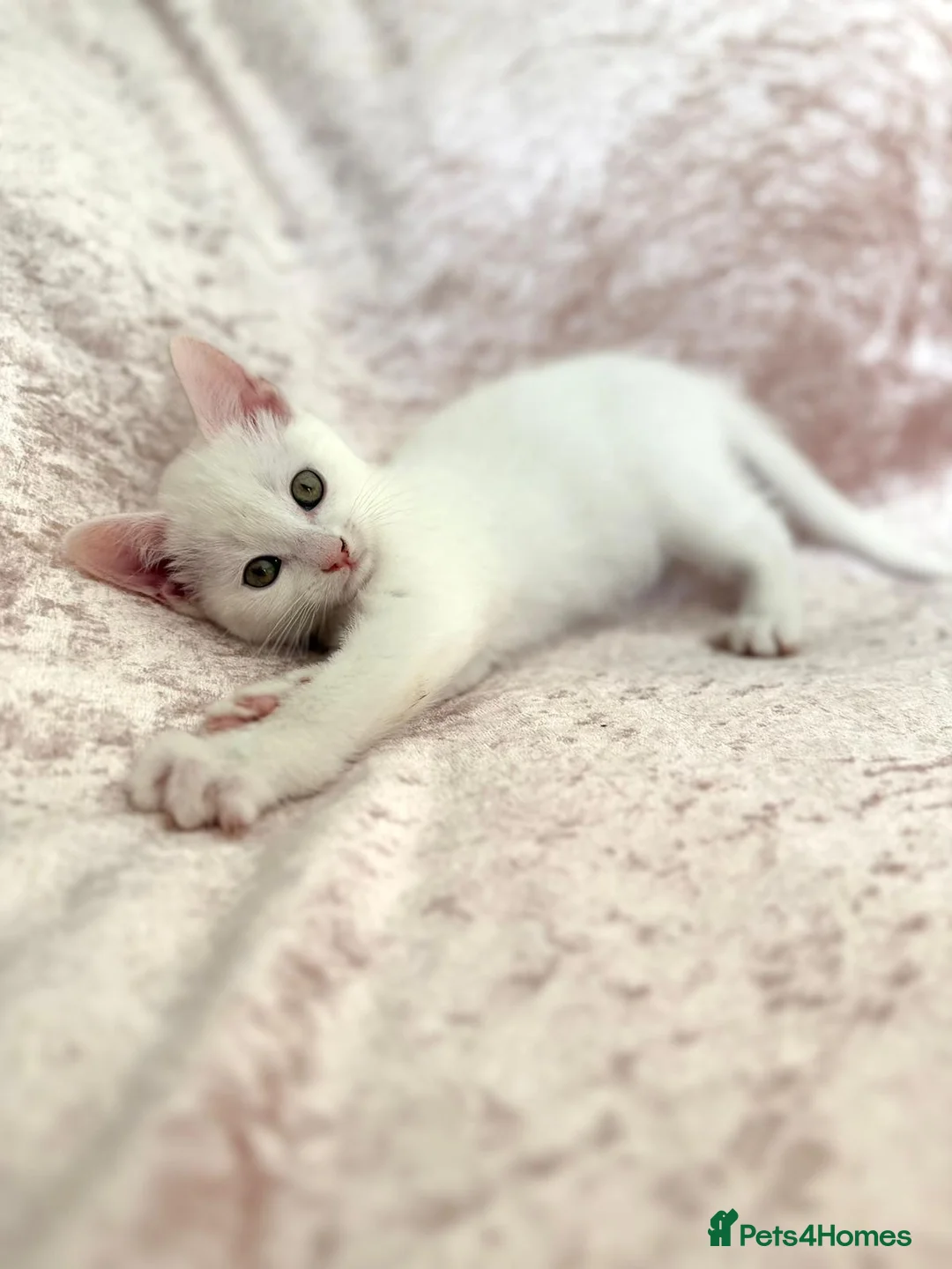 Mixed Breed cats for sale: Beautiful Bengal mix kittens  - Advert 4