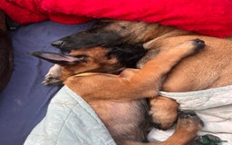 Belgian Shepherd Dog dogs for sale: Malinois puppies. Mother FCI/Father working dog - Image 12